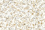 Коммерческое помещение из ПВХ 4496 Light Sapphire_1