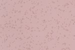 Akustiline PVC Gerflor Taralay Millenium Acoustic 4164 EROS roosa_1